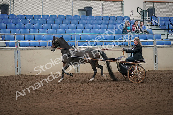 2019 Morgan Horse Show - Aug 31, 2019 - 04236