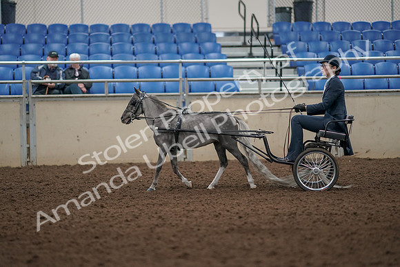 2019 Morgan Horse Show - Aug 31, 2019 - 04271