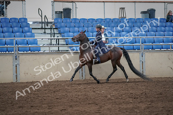2019 Morgan Horse Show - Sept 01, 2019 - 12750