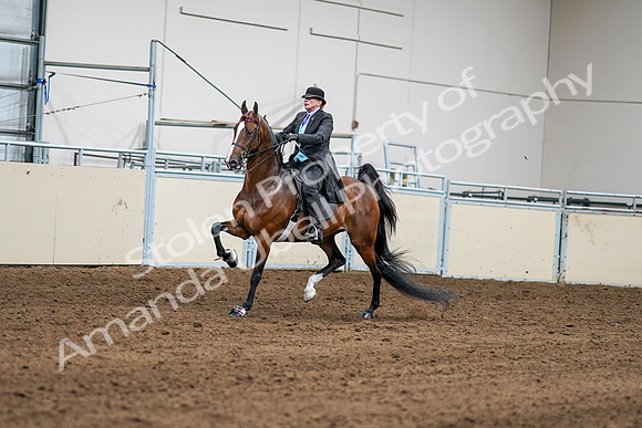 2020 - AB Morgan Horse - Sat, Sept 05 - 12964
