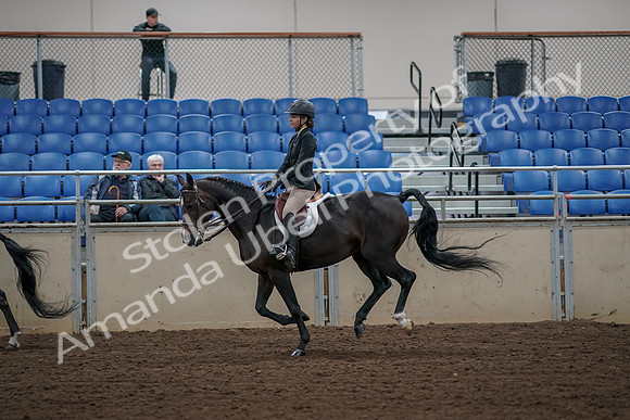 2019 Morgan Horse Show - Aug 31, 2019 - 05119
