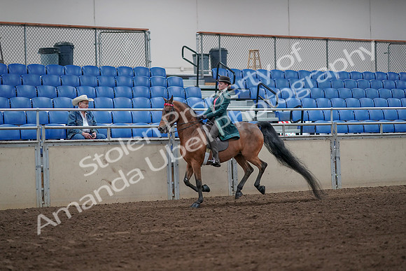 2019 Morgan Horse Show - Sept 01, 2019 - 13258