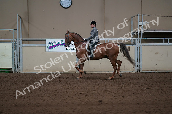 2019 Morgan Horse Show - Sept 01, 2019 - 12211