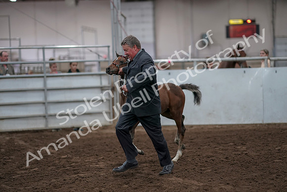 2019 Morgan Horse Show - Aug 31, 2019 - 00883