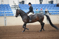 2019 Morgan Horse Show - Sept 01, 2019 - 04003
