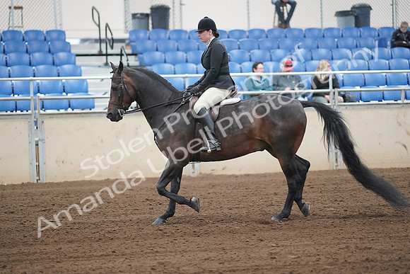 2019 Morgan Horse Show - Sept 01, 2019 - 04003