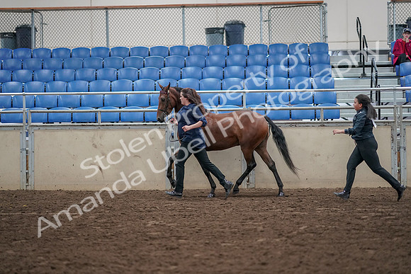 2019 Morgan Horse Show - Aug 31, 2019 - 01020