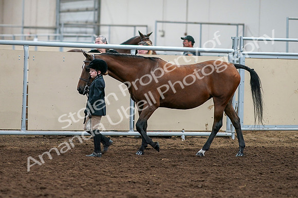 2020 - AB Morgan Horse - Fri, Sept 04 - 00891