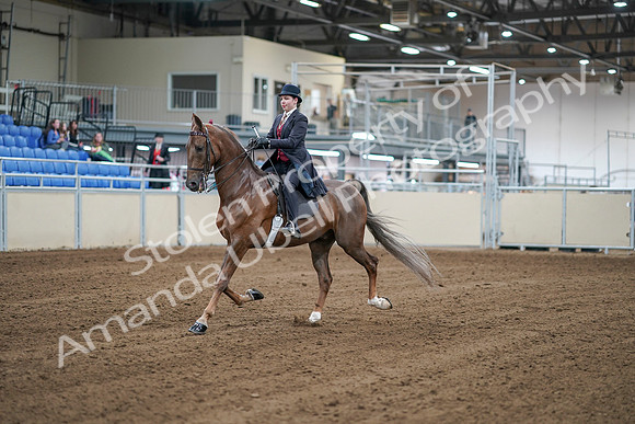 2020 - AB Morgan Horse - Sat, Sept 05 - 06045