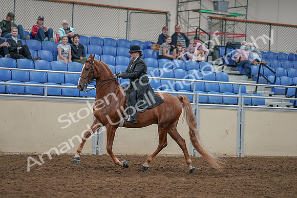 2020 - AB Morgan Horse - Fri, Sept 04 - 11259