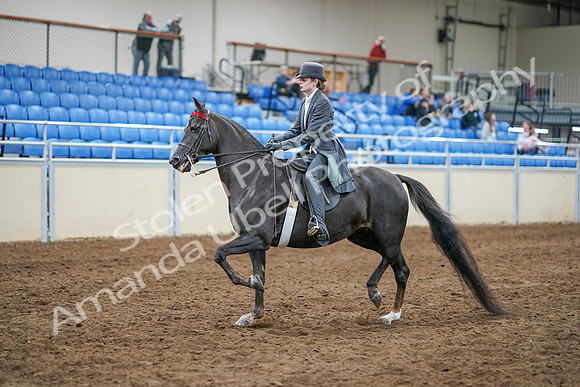 2020 - AB Morgan Horse - Sun, Sept 06 - 08304
