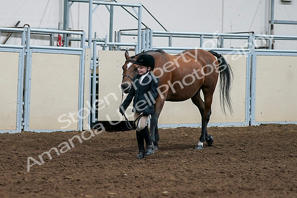 2020 - AB Morgan Horse - Fri, Sept 04 - 00860