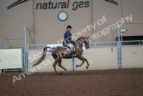 2019 Morgan Horse Show - Aug 30, 2019 - 17536