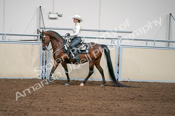 2020 - AB Morgan Horse - Fri, Sept 04 - 08366