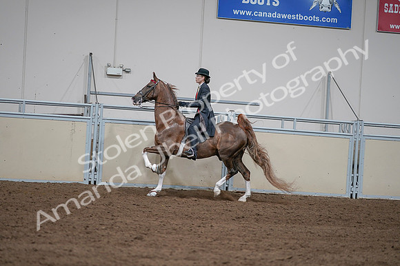 2020 - AB Morgan Horse - Fri, Sept 04 - 09617
