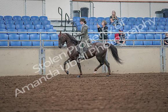 2019 Morgan Horse Show - Aug 30, 2019 - 15321