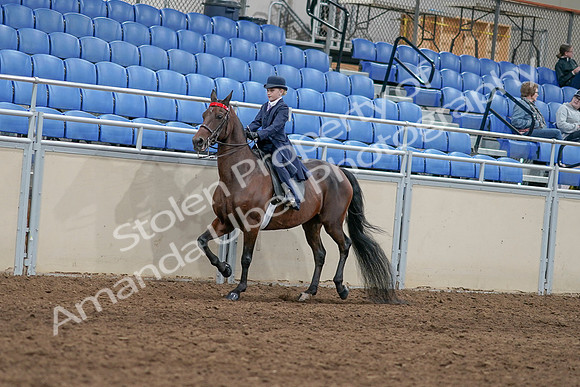 2020 - AB Morgan Horse - Sat, Sept 05 - 04759