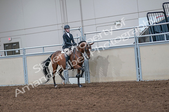 2020 - AB Morgan Horse - Fri, Sept 04 - 06098