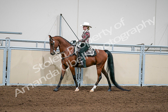 2020 - AB Morgan Horse - Fri, Sept 04 - 08404