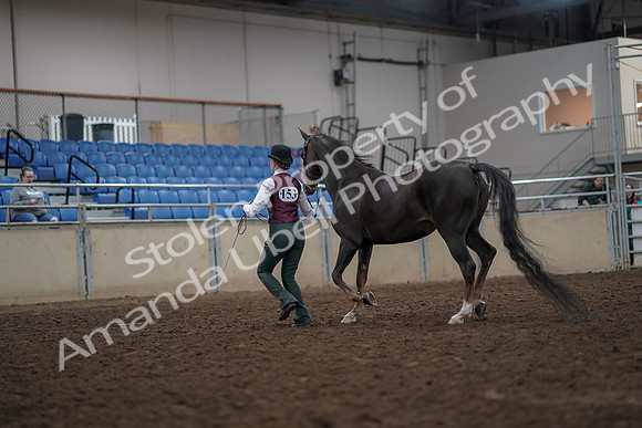 2019 Morgan Horse Show - Aug 31, 2019 - 02017