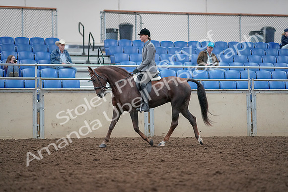 2019 Morgan Horse Show - Aug 31, 2019 - 14755