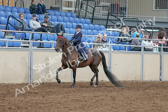 2020 - AB Morgan Horse - Sat, Sept 05 - 04753