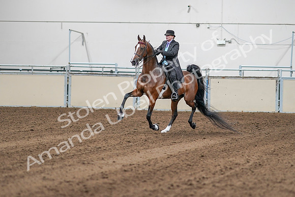 2020 - AB Morgan Horse - Sat, Sept 05 - 13130