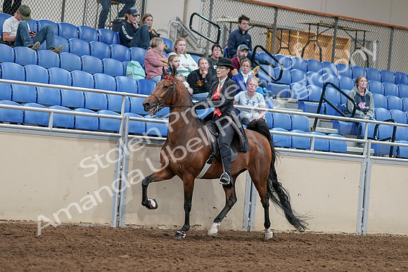 2020 - AB Morgan Horse - Sat, Sept 05 - 06720