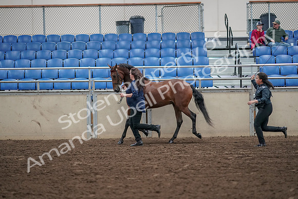 2019 Morgan Horse Show - Aug 31, 2019 - 01016