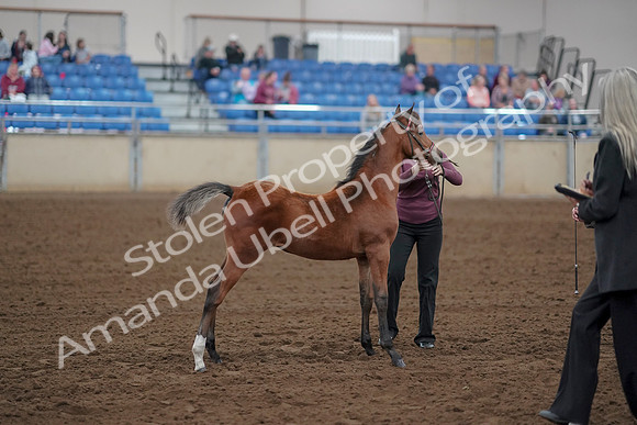 2019 Morgan Horse Show - Aug 30, 2019 - 24805