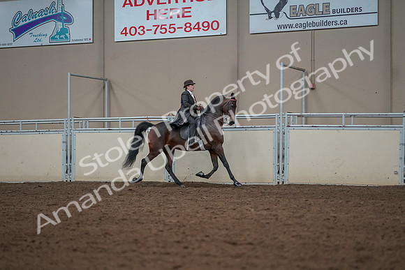 2019 Morgan Horse Show - Aug 30, 2019 - 28099