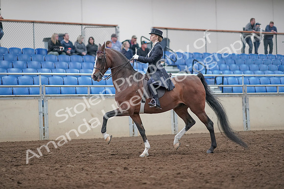 2019 Morgan Horse Show - Aug 31, 2019 - 20374