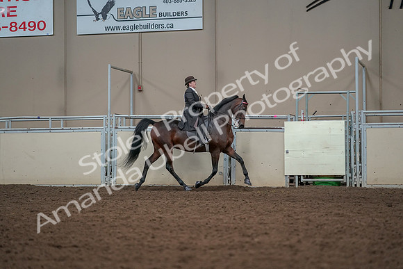 2019 Morgan Horse Show - Aug 30, 2019 - 28118