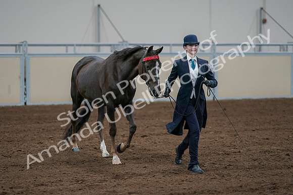2020 - AB Morgan Horse - Fri, Sept 04 - 00691