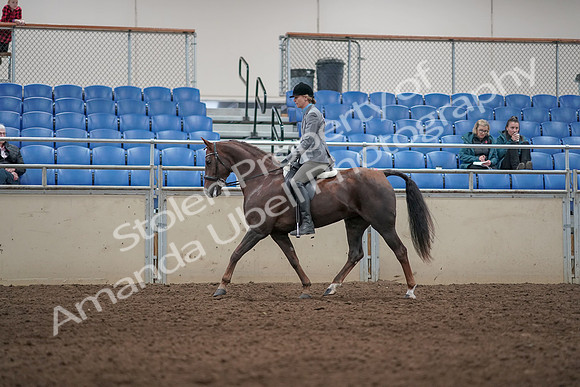 2019 Morgan Horse Show - Aug 31, 2019 - 07260