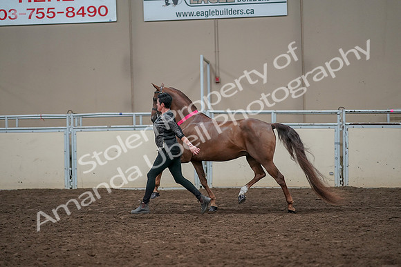 2019 Morgan Horse Show - Aug 31, 2019 - 01470