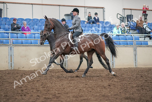 2019 Morgan Horse Show - Aug 30, 2019 - 20177