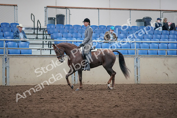 2019 Morgan Horse Show - Aug 31, 2019 - 14752