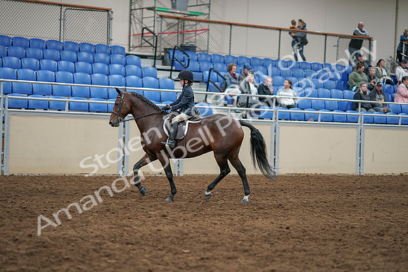 2020 - AB Morgan Horse - Sun, Sept 06 - 07845