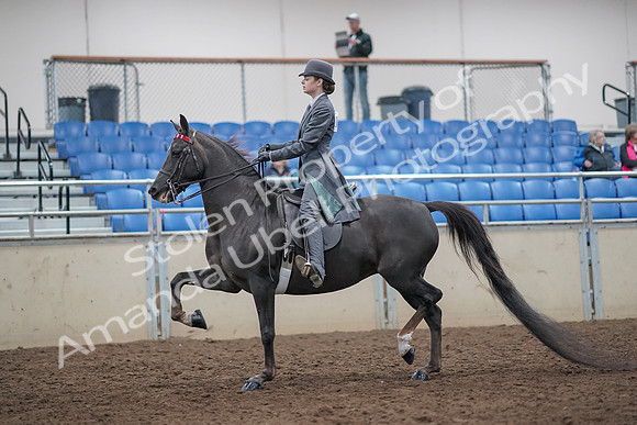 2019 Morgan Horse Show - Aug 31, 2019 - 09277