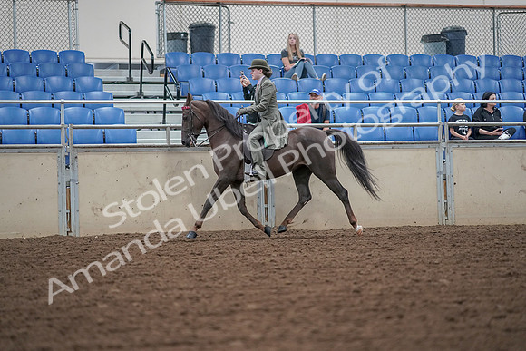 2019 Morgan Horse Show - Aug 30, 2019 - 15317