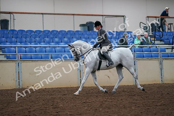 2019 Morgan Horse Show - Aug 30, 2019 - 17355