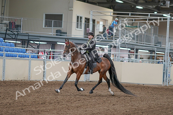 2020 - AB Morgan Horse - Fri, Sept 04 - 09520