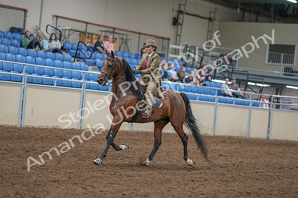 2020 - AB Morgan Horse - Fri, Sept 04 - 11409