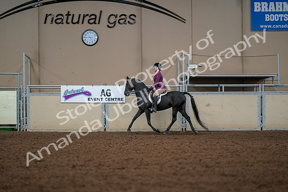 2019 Morgan Horse Show - Aug 30, 2019 - 23262