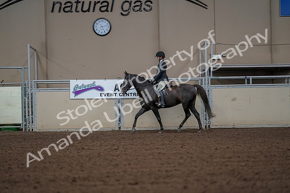 2019 Morgan Horse Show - Aug 30, 2019 - 14937