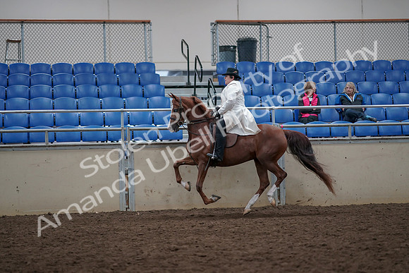2019 Morgan Horse Show - Aug 31, 2019 - 17901