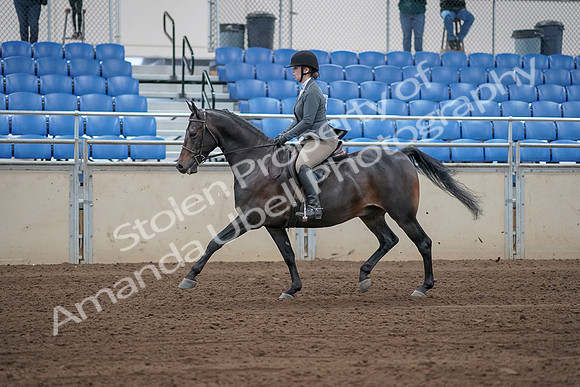 2019 Morgan Horse Show - Sept 01, 2019 - 10938