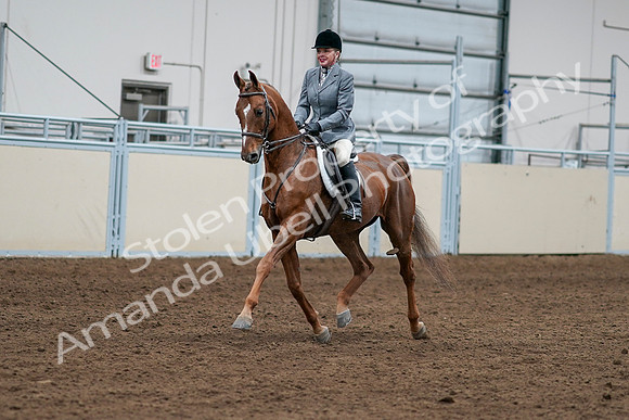 2020 - AB Morgan Horse - Sat, Sept 05 - 03248