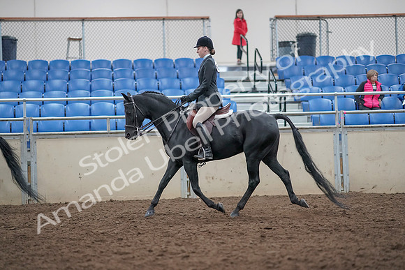 2019 Morgan Horse Show - Aug 31, 2019 - 17139